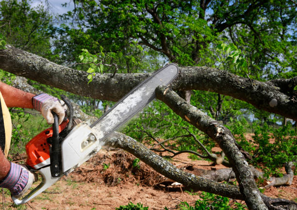 Dead Tree Removal in Marvin, NC